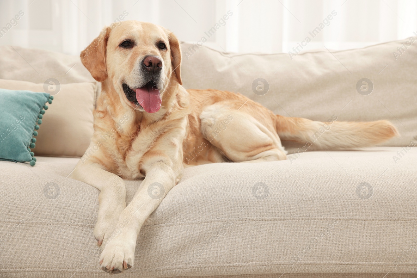 Photo of Cute Golden Labrador Retriever on couch in living room