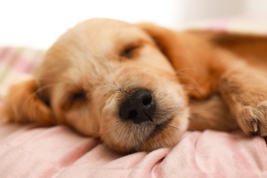 Photo of Cute English Cocker Spaniel puppy sleeping on pillow, closeup