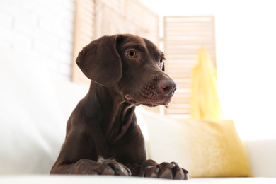 Photo of Beautiful brown German Shorthaired Pointer dog on sofa