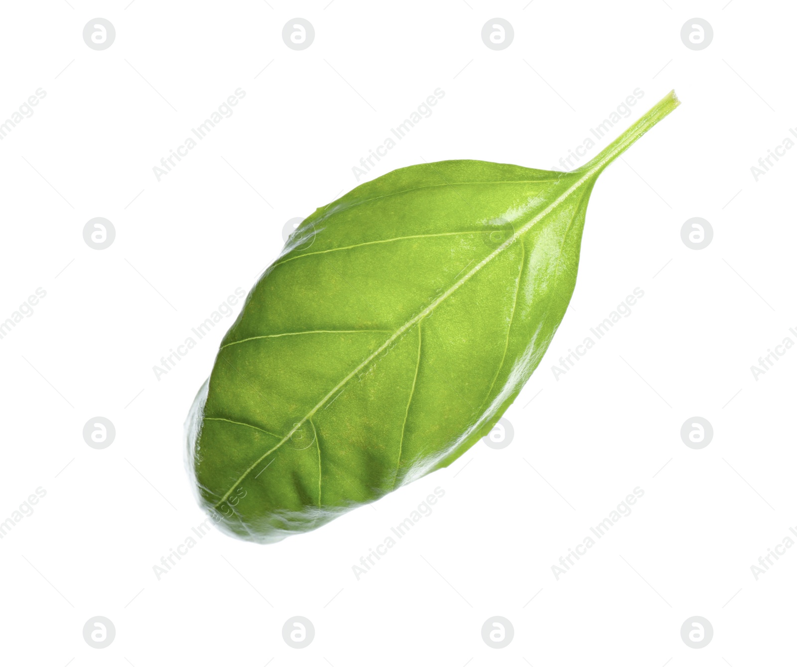 Photo of Fresh green basil leaf isolated on white