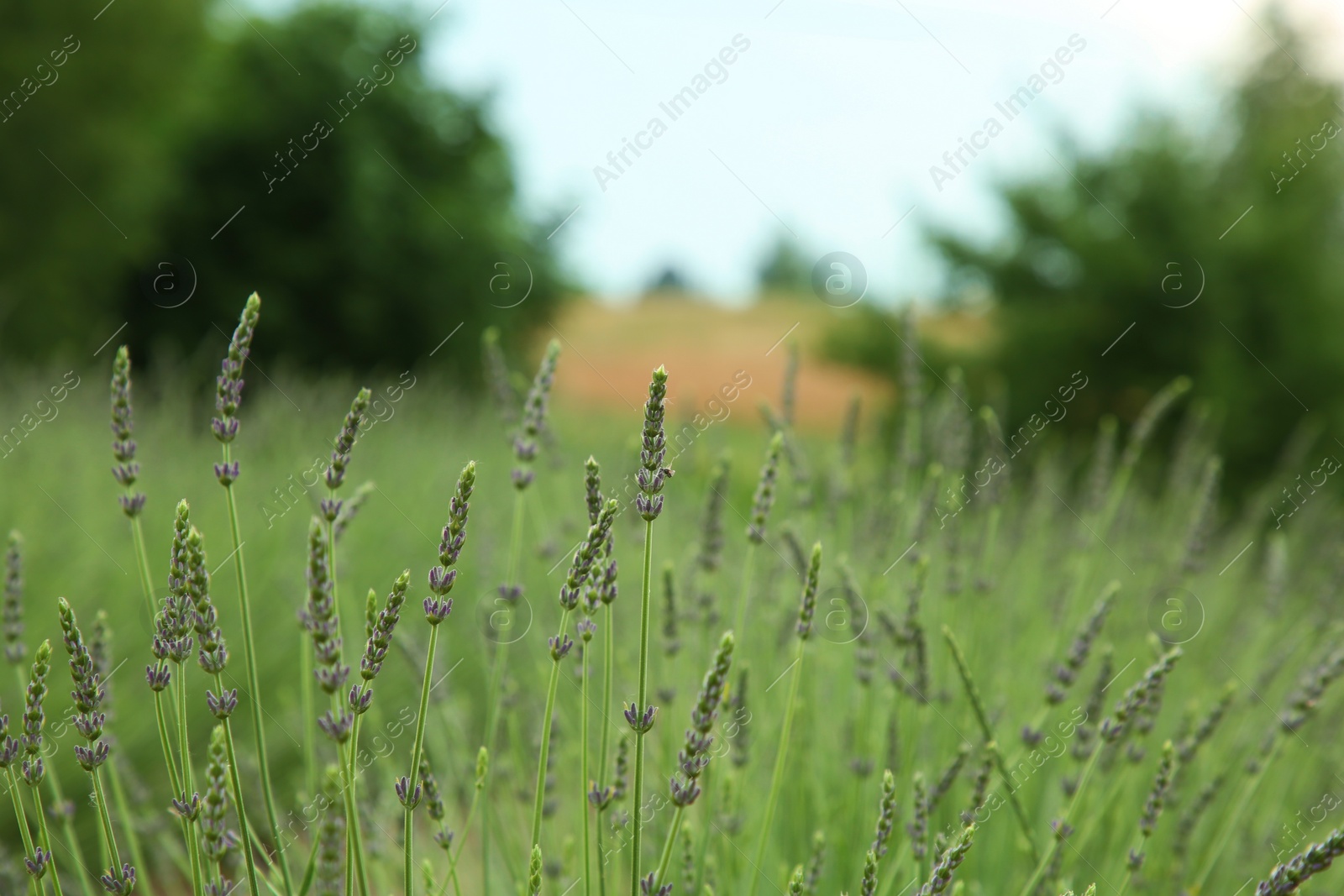 Photo of View of beautiful lavender growing in field