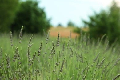 View of beautiful lavender growing in field