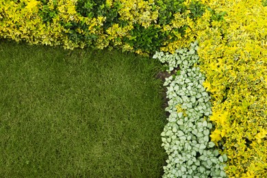 Photo of Different beautiful plants in garden, top view. Space for text