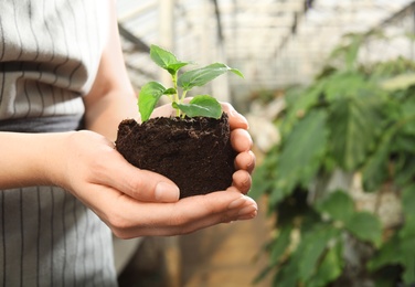 Photo of Woman holding soil with seedling in greenhouse, closeup. Space for text