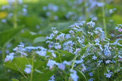 Photo of Beautiful forget-me-not flowers growing outdoors. Spring season