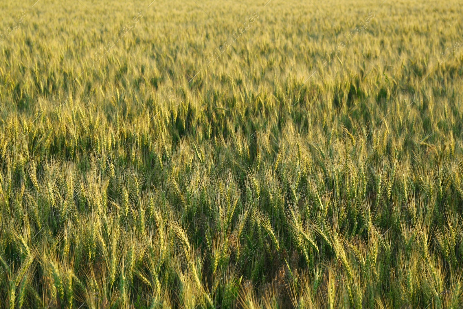 Photo of Beautiful agricultural field with ripening wheat crop