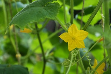 Blooming cucumber plant growing outdoors, closeup. Space for text