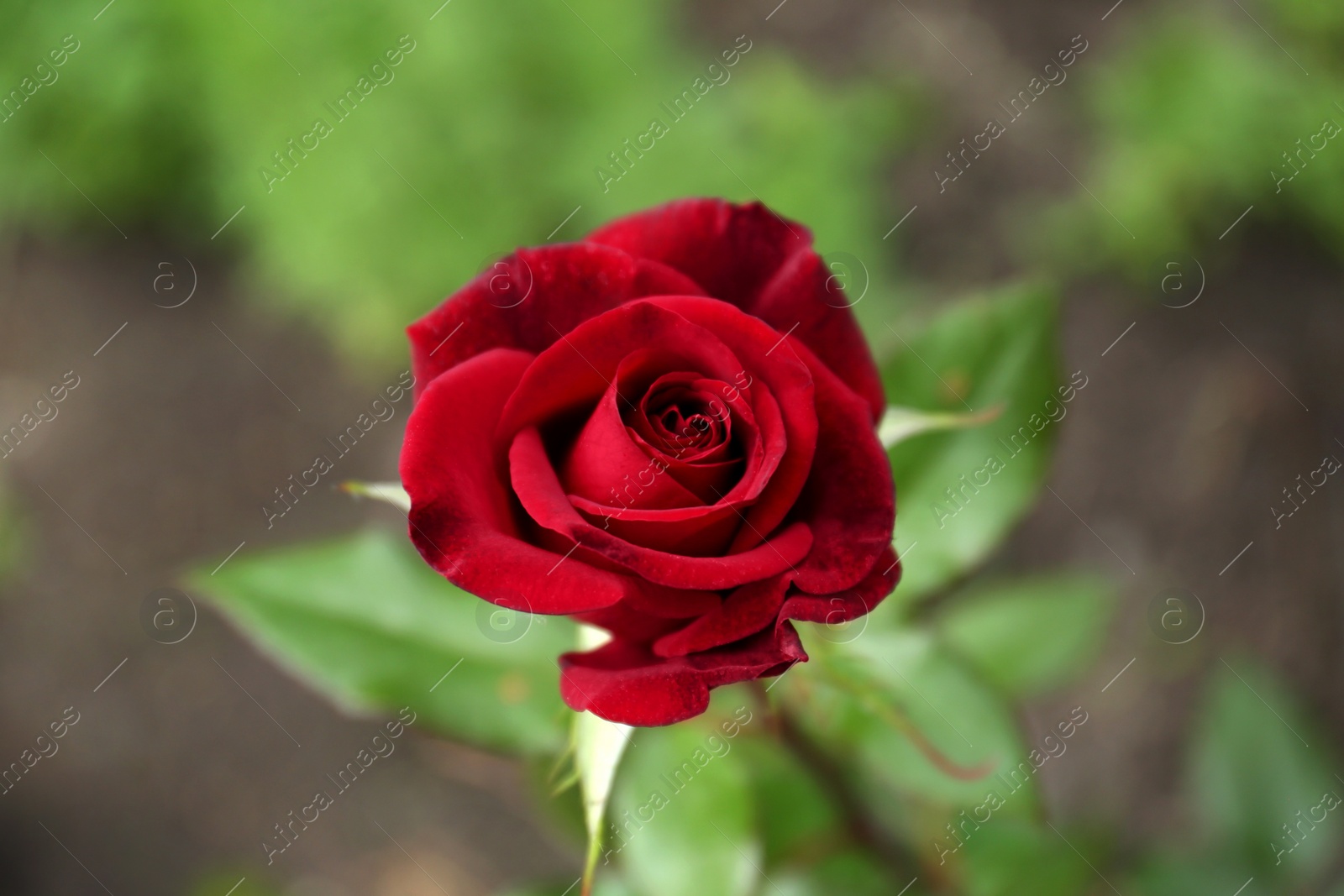 Photo of Beautiful blooming red rose outdoors, closeup view