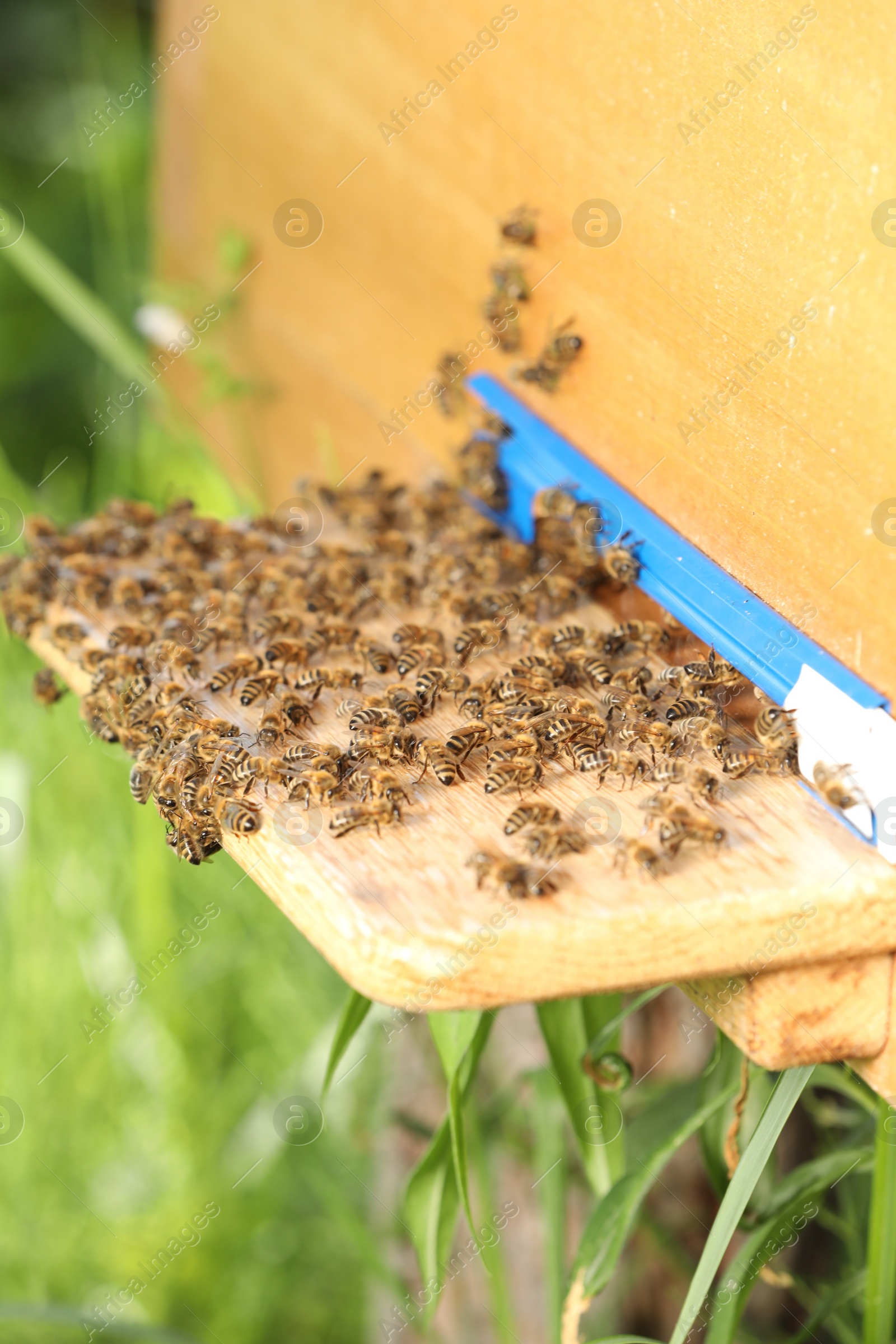 Photo of Closeup view of wooden hive with honey bees on sunny day