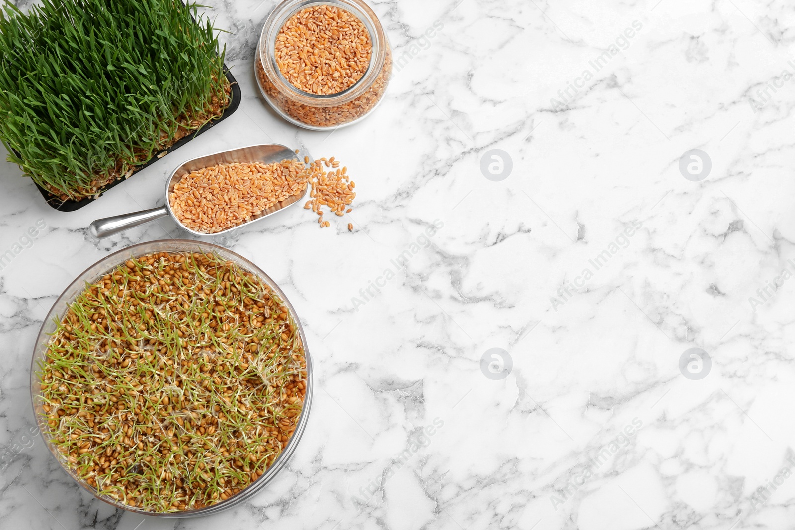 Photo of Flat lay composition with growing wheat grass on table, space for text