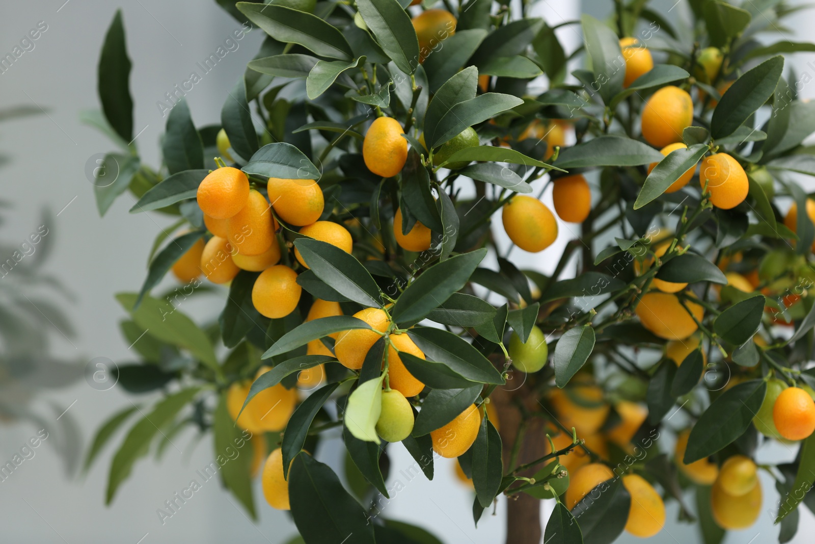 Photo of Kumquat tree with fruits on blurred background