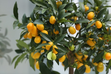 Kumquat tree with fruits on blurred background