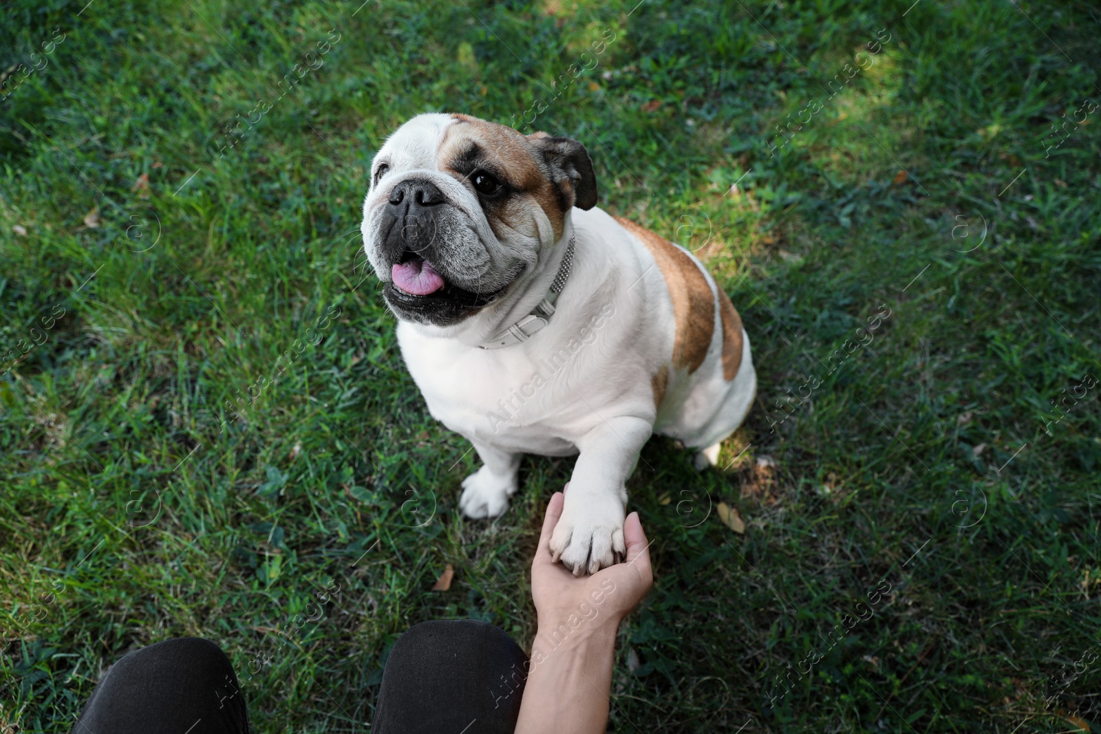 Photo of Funny English bulldog giving his paw to owner in park, closeup