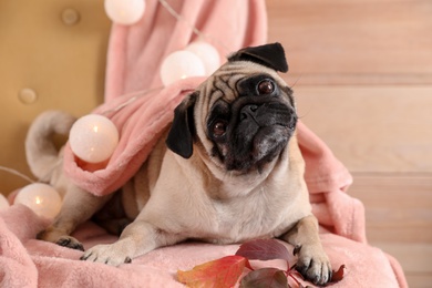 Photo of Cute pug dog with blanket and fairy lights on chair at home. Cozy winter
