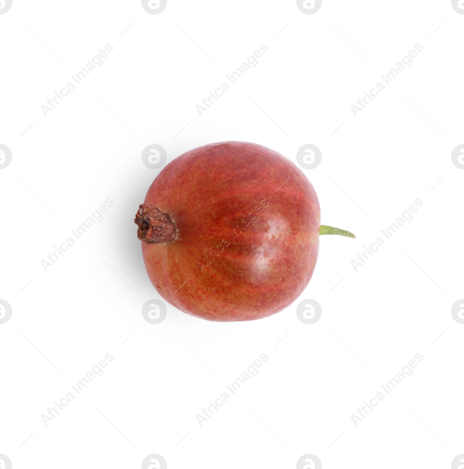 Photo of One fresh ripe gooseberry isolated on white, top view