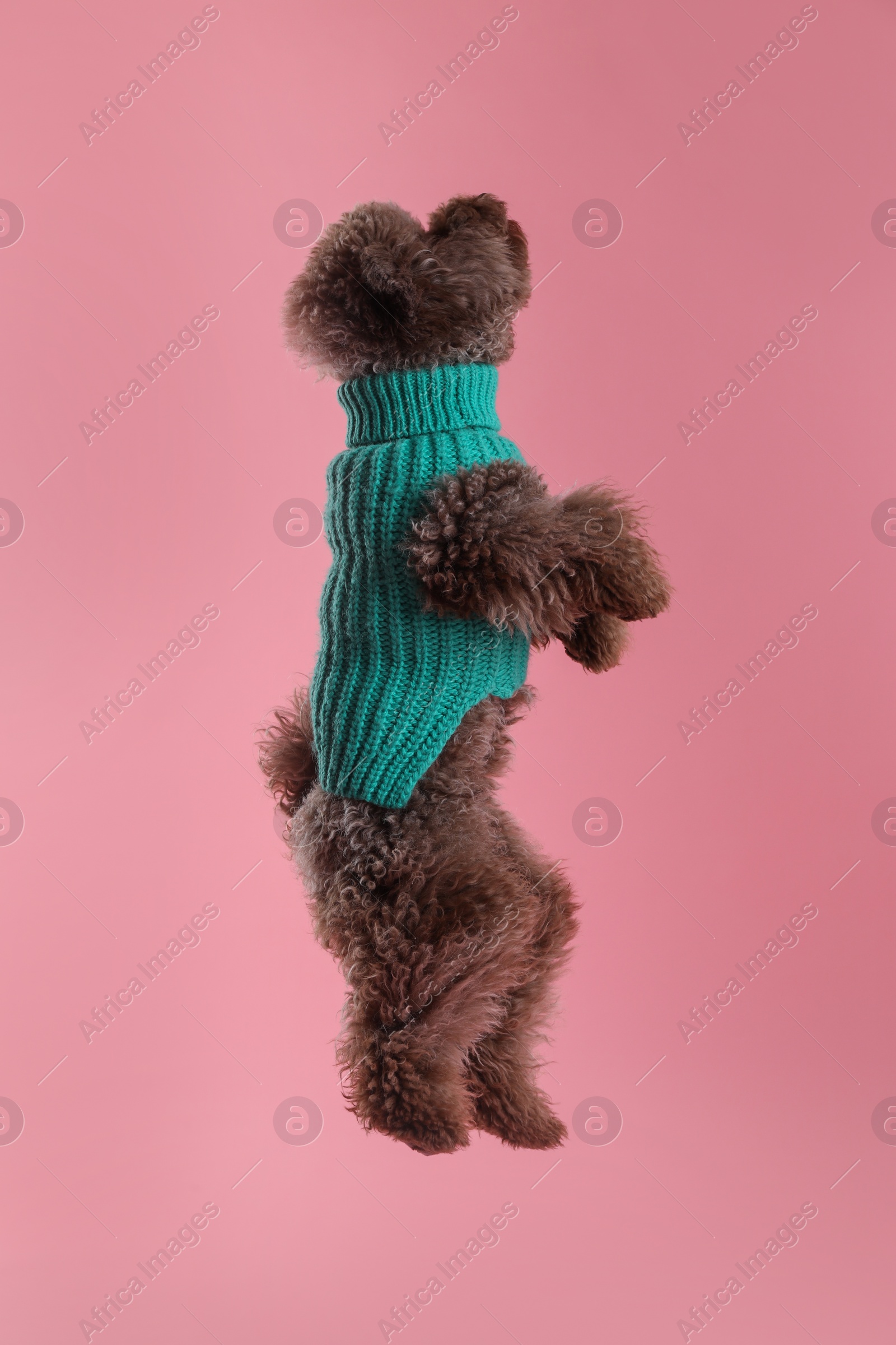 Photo of Cute Toy Poodle dog in knitted sweater jumping on pink background