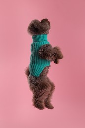 Cute Toy Poodle dog in knitted sweater jumping on pink background