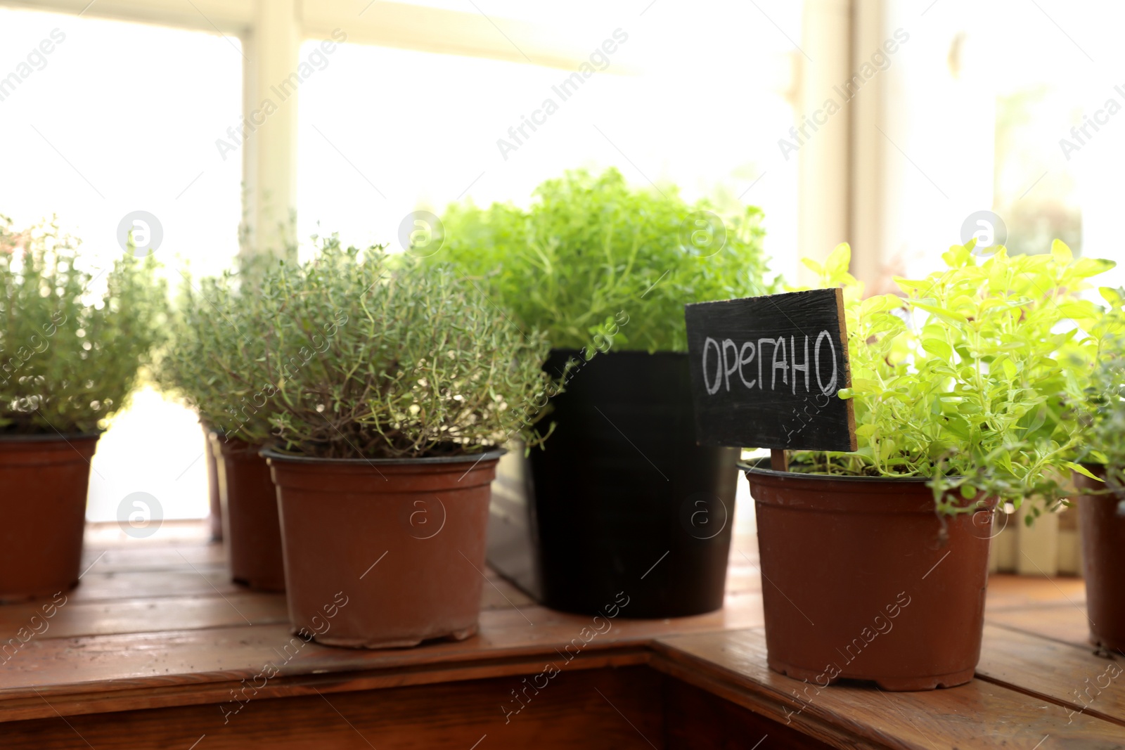 Photo of Fresh potted home plants on wooden window sill