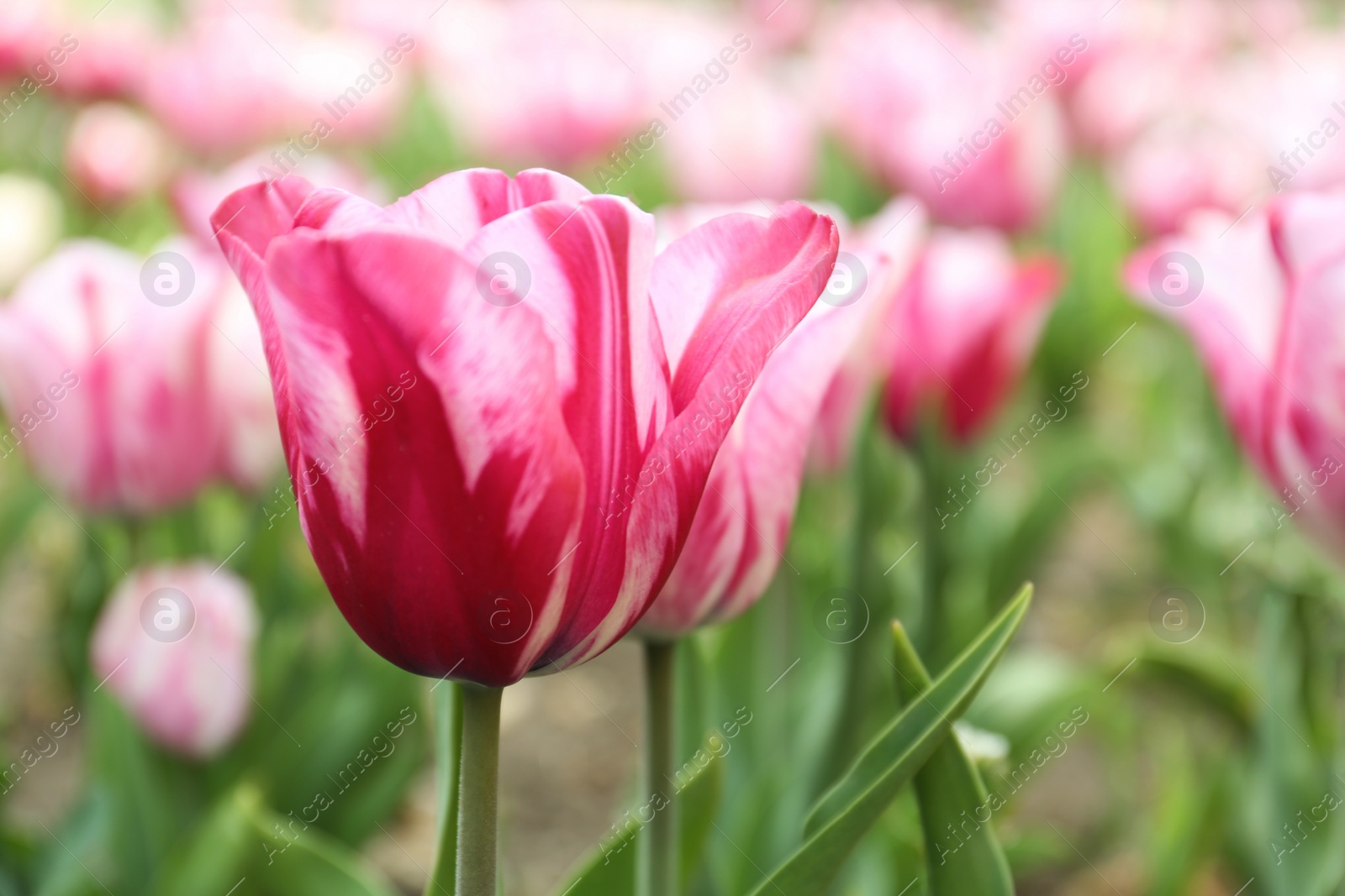 Photo of Beautiful blooming tulip outdoors on spring day