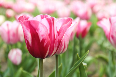 Photo of Beautiful blooming tulip outdoors on spring day