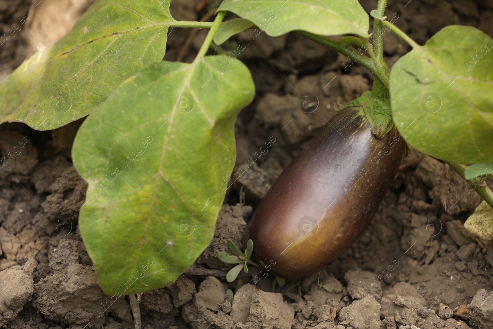 Photo of One small eggplant growing on stem outdoors