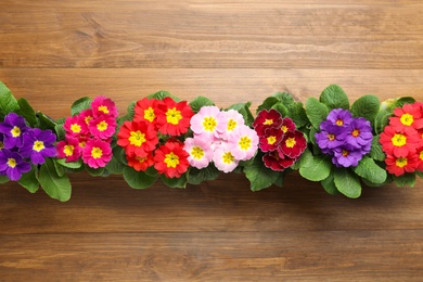 Beautiful primula (primrose) flowers on wooden background, flat lay. Spring blossom