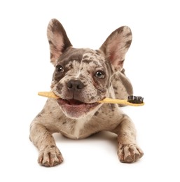 Photo of Cute French Bulldog with toothbrush on white background