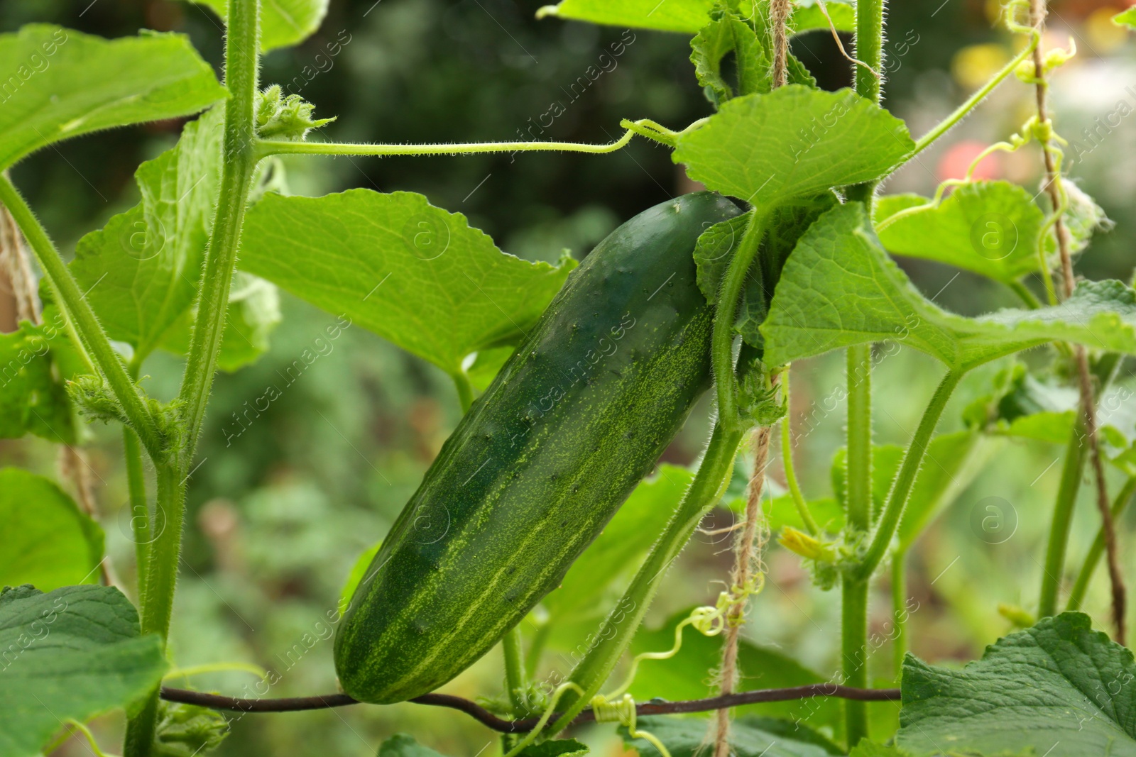 Photo of Cucumber ripening on bush against blurred background, closeup