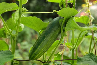 Cucumber ripening on bush against blurred background, closeup