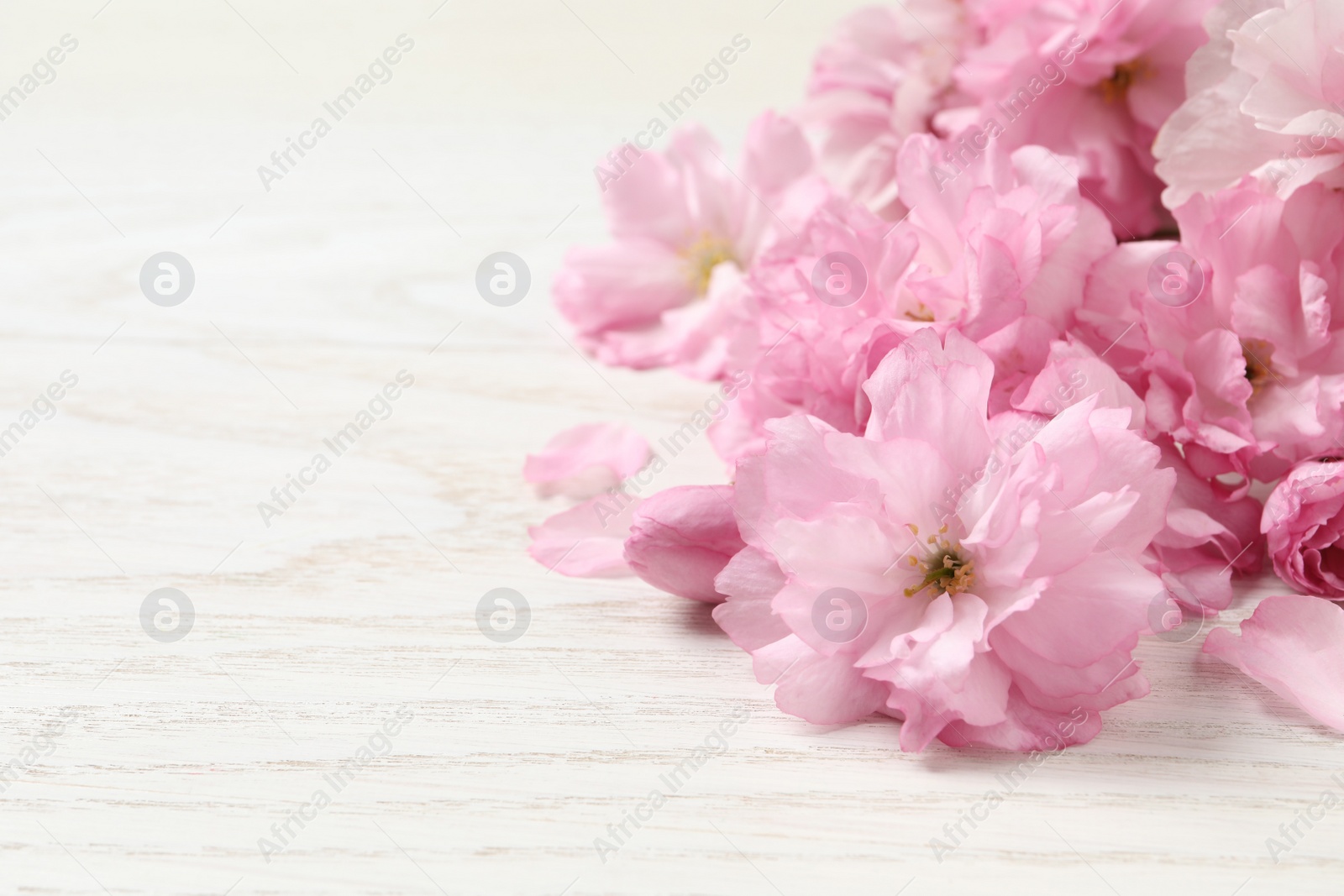 Photo of Beautiful sakura tree blossoms on white wooden table, closeup. Space for text