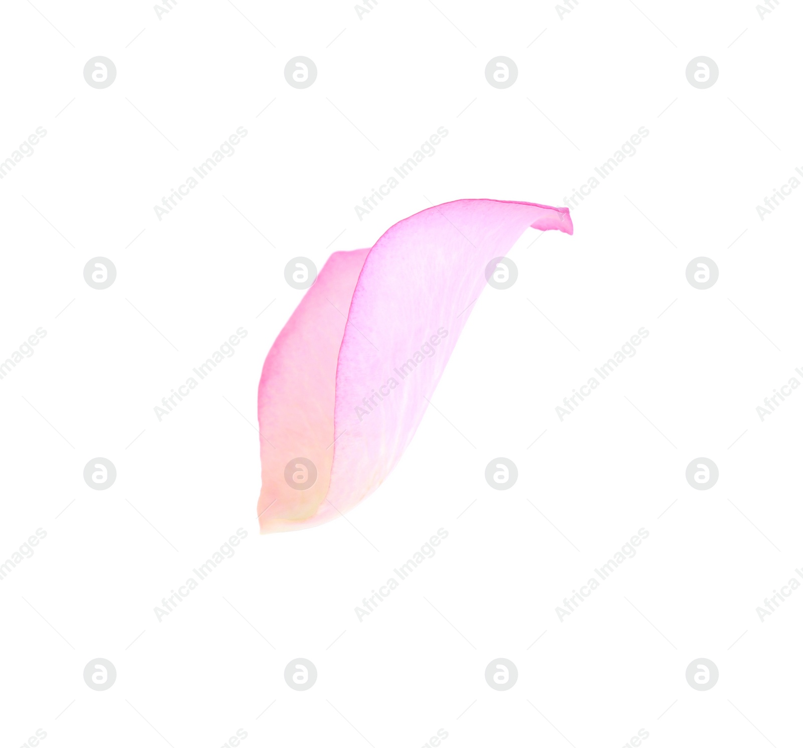 Photo of Tender pink rose petal isolated on white