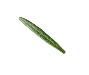 Photo of Fresh green rosemary leaf on white background