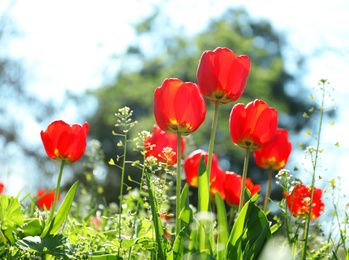 Photo of Blossoming tulips outdoors on sunny spring day