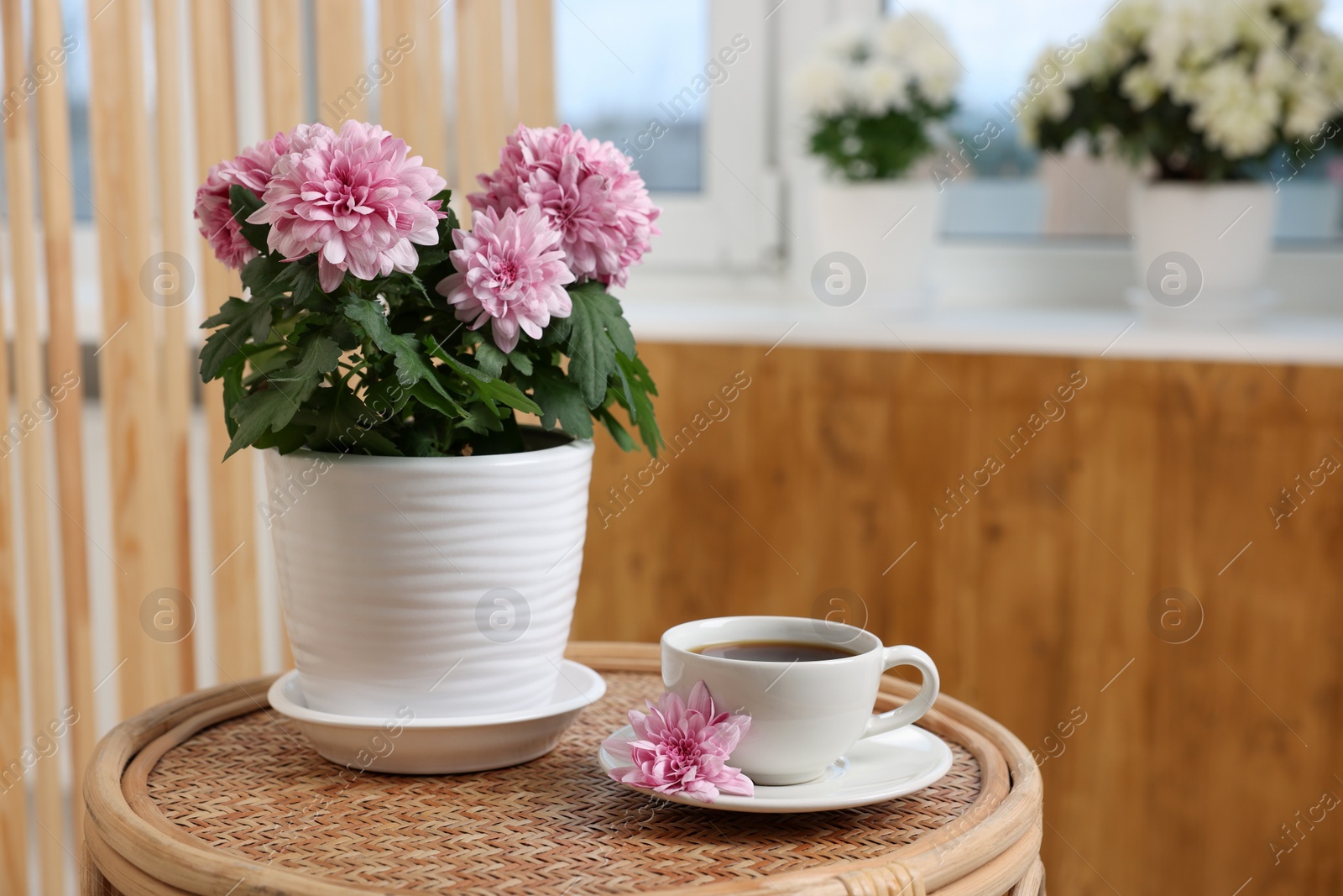 Photo of Beautiful chrysanthemum plant in flower pot and cup of coffee on wooden table indoors, space for text