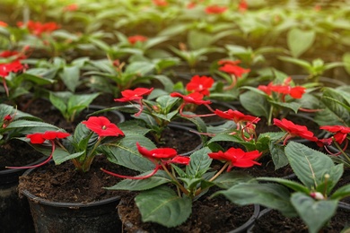Photo of Many blooming flowers growing in pots with soil, closeup