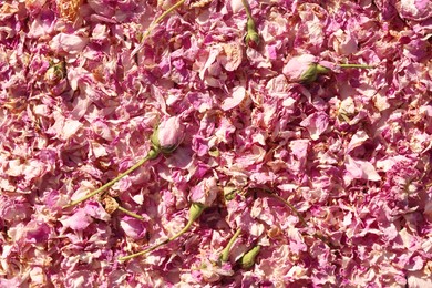 Photo of Scattered dried tea rose flowers and petals as background, top view