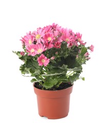 Photo of Beautiful pink cineraria plant in flower pot isolated on white