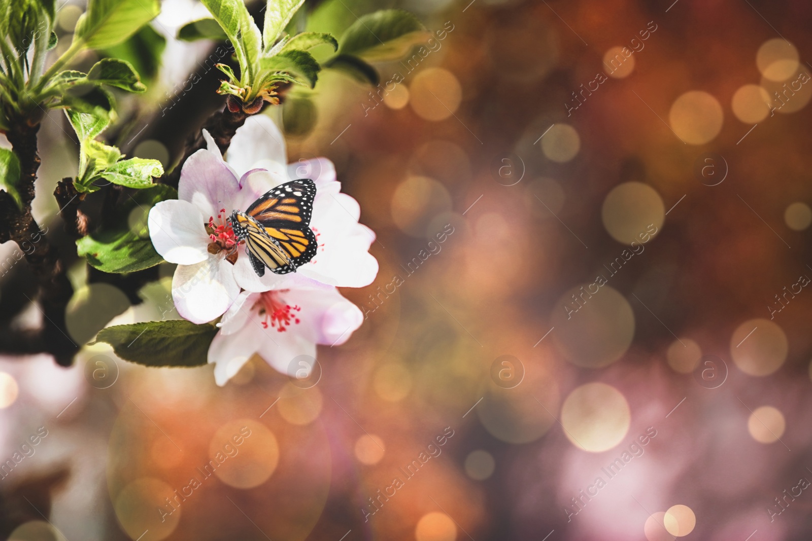 Image of Beautiful butterfly on blossoming cherry tree outdoors