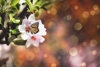 Image of Beautiful butterfly on blossoming cherry tree outdoors