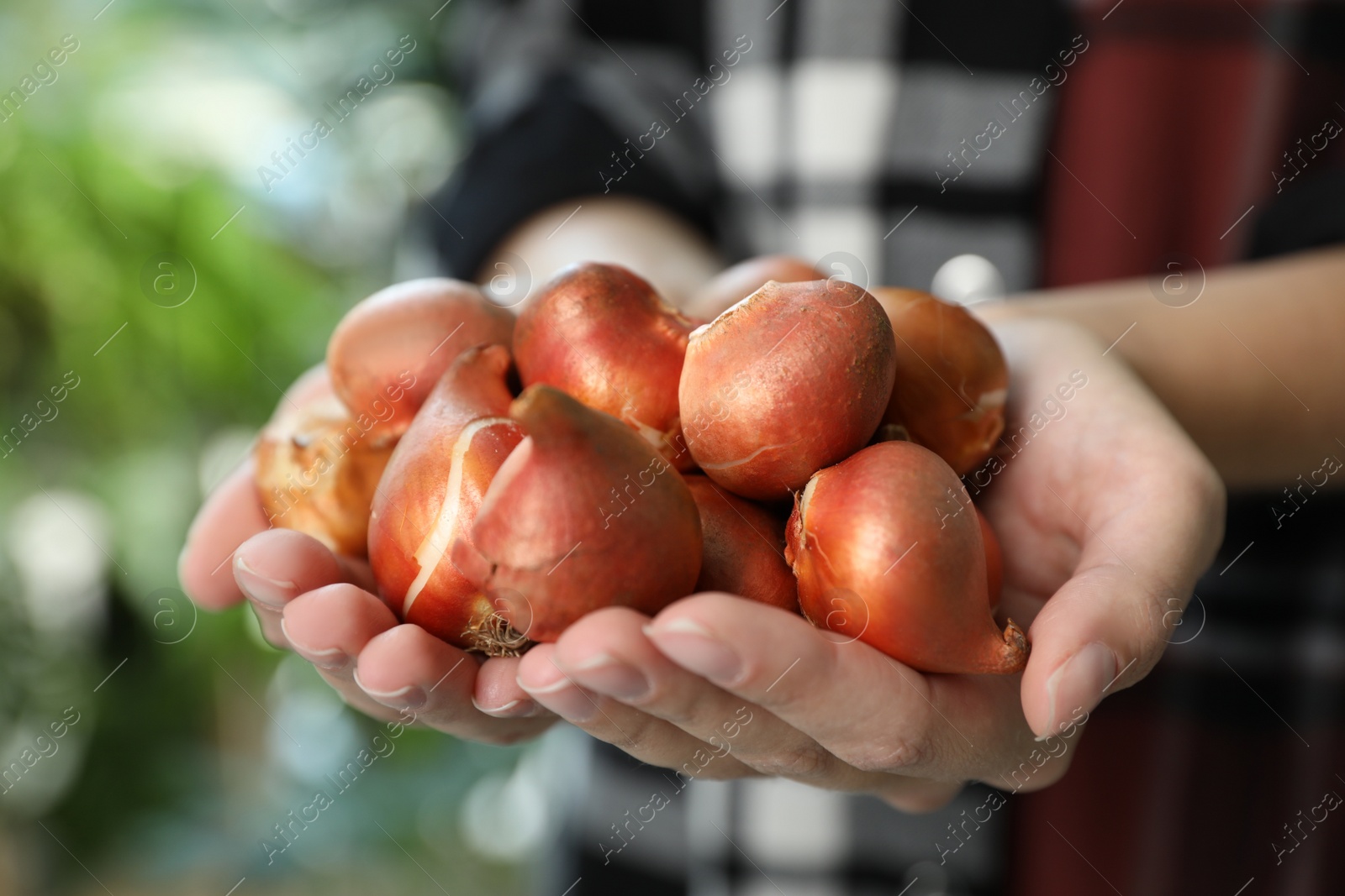 Photo of Woman holding pile of tulip bulbs on blurred background, closeup