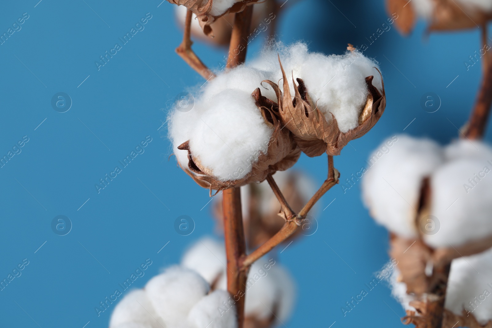 Photo of Cotton branches with fluffy flowers on light blue background, closeup