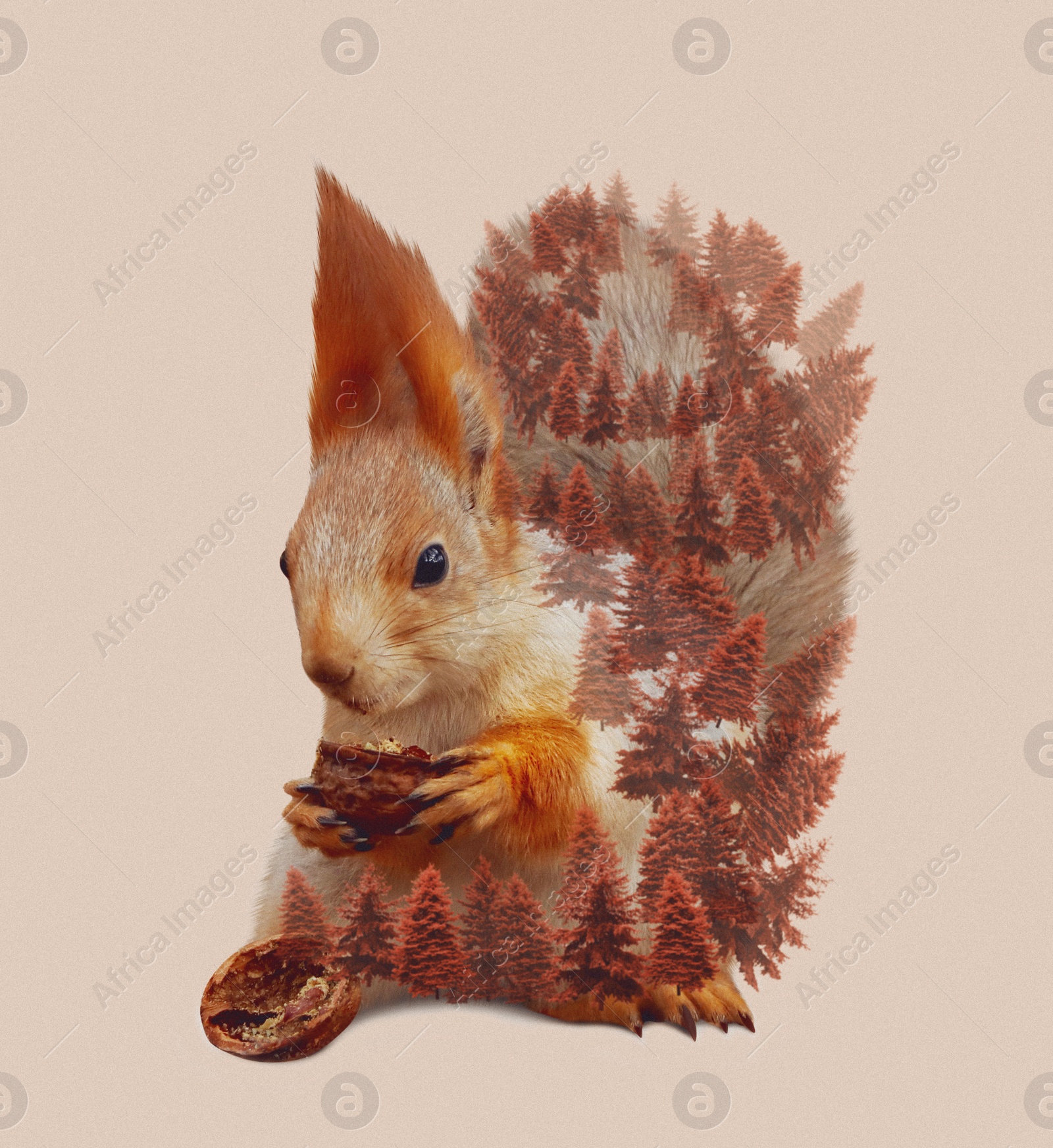 Image of Double exposure of cute squirrel and evergreen fir trees