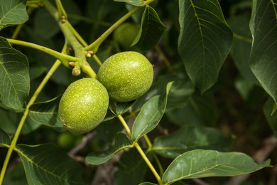 Photo of Green unripe walnuts on tree branch outdoors, closeup