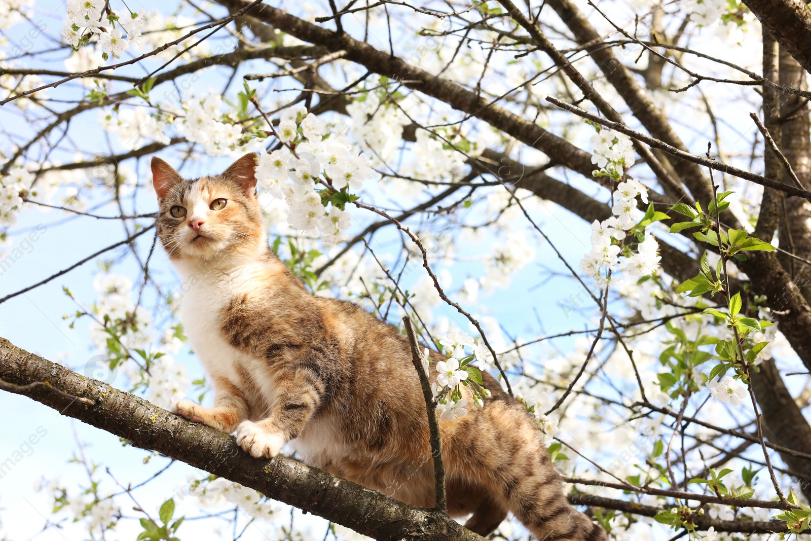 Photo of Cute cat on blossoming spring tree outdoors