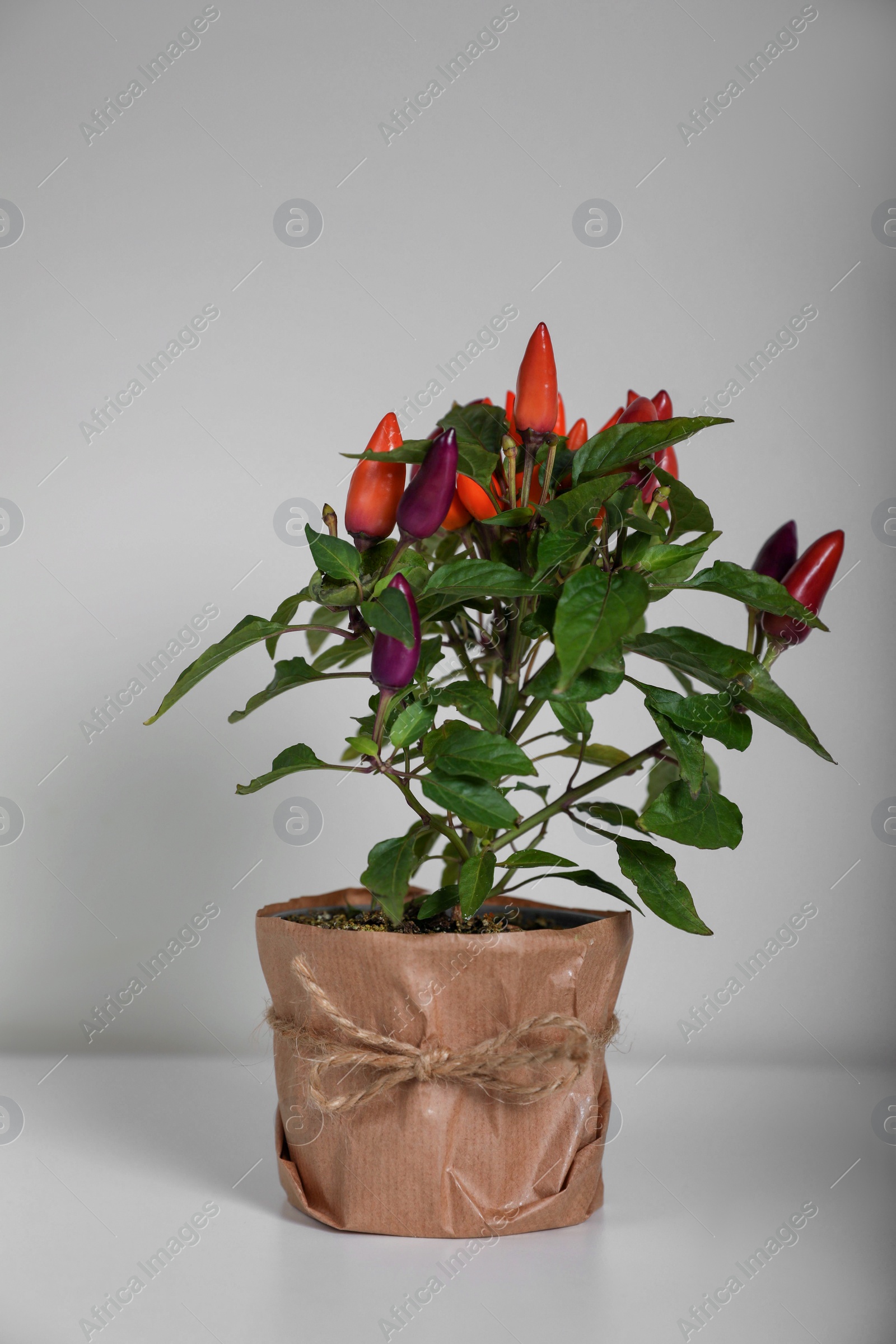 Photo of Capsicum Annuum plant. Potted multicolor Chili Pepper on light grey background