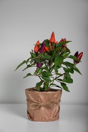 Photo of Capsicum Annuum plant. Potted multicolor Chili Pepper on light grey background