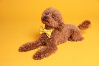 Cute Maltipoo dog with yellow bow tie on neck against orange background