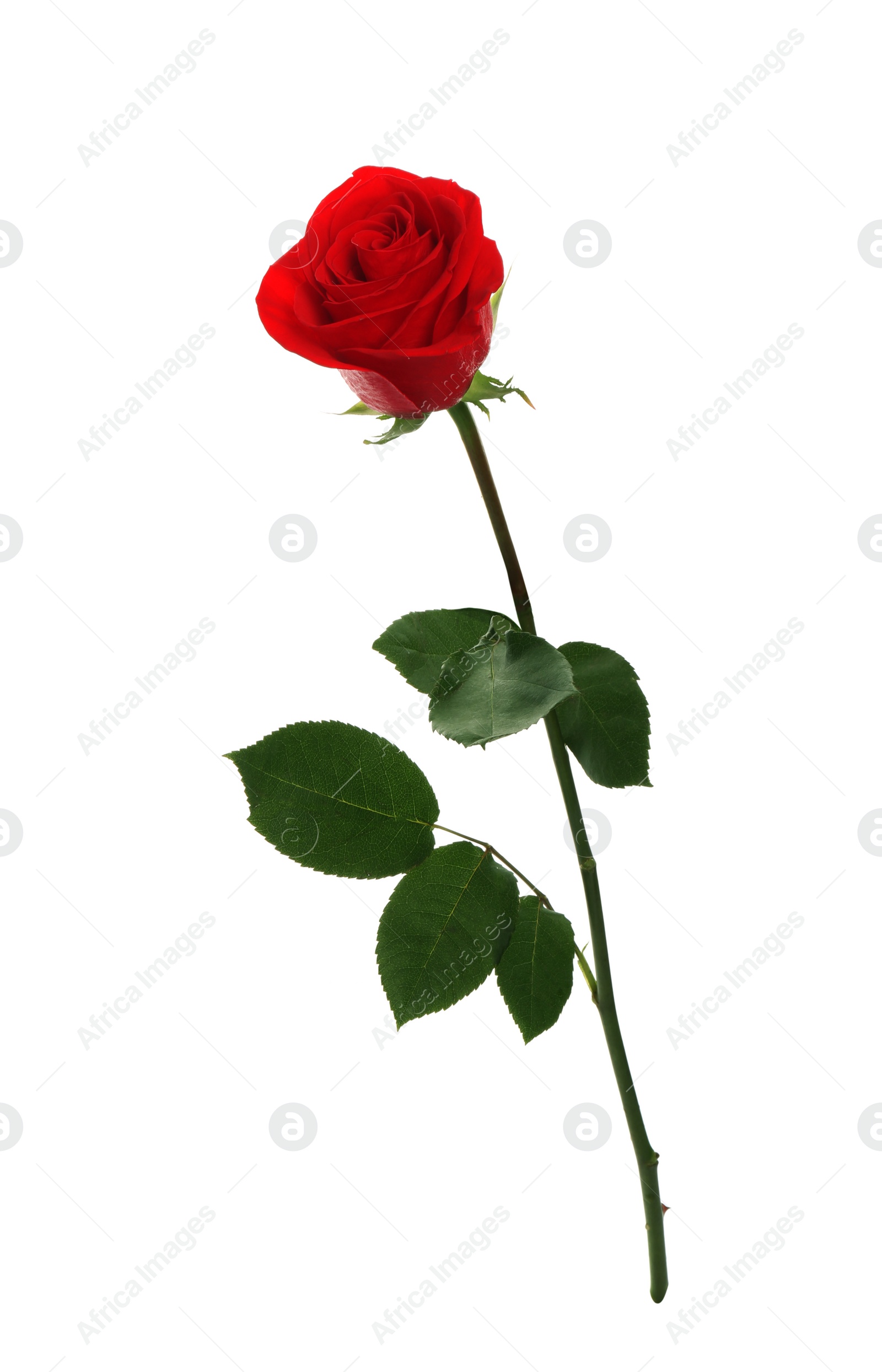 Photo of Beautiful red rose on white background. Perfect gift