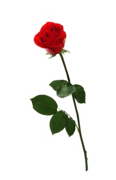 Photo of Beautiful red rose on white background. Perfect gift