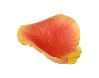 Photo of Beautiful yellow and red rose petal isolated on white